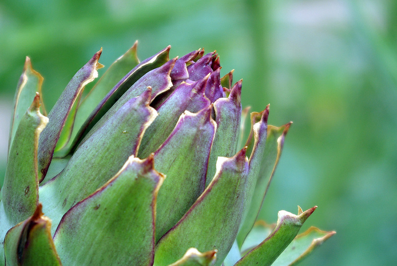 Denmark2008_1 1260_modificato-1.jpg