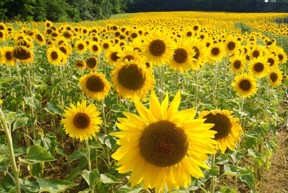 diaframma chiuso.jpg