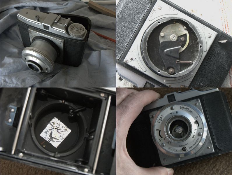 Digna Decora stenop�.jpg