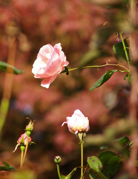 ds_Rosa.jpg