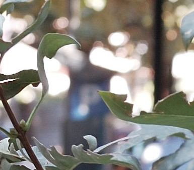 DSC_0005 crop.JPG
