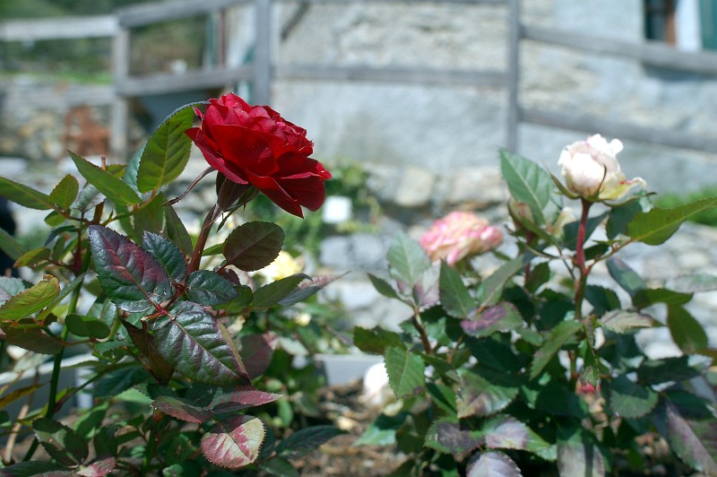 DSC_0006.JPG