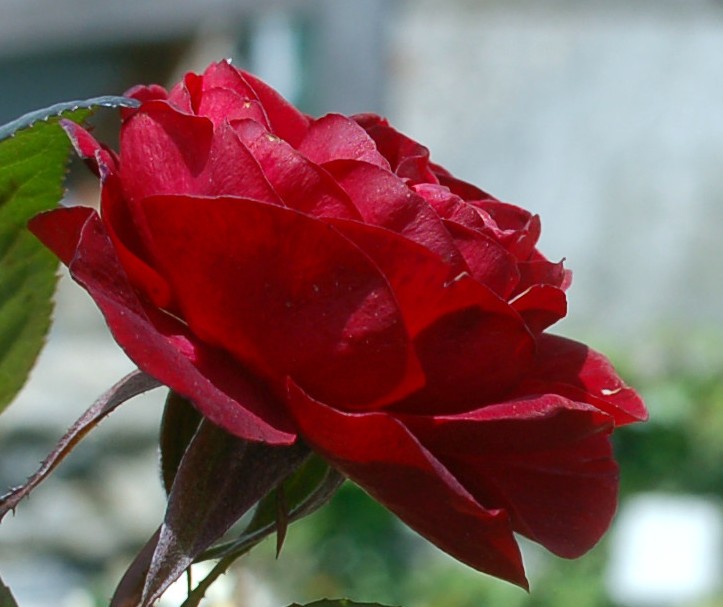 DSC_0006 crop.jpg