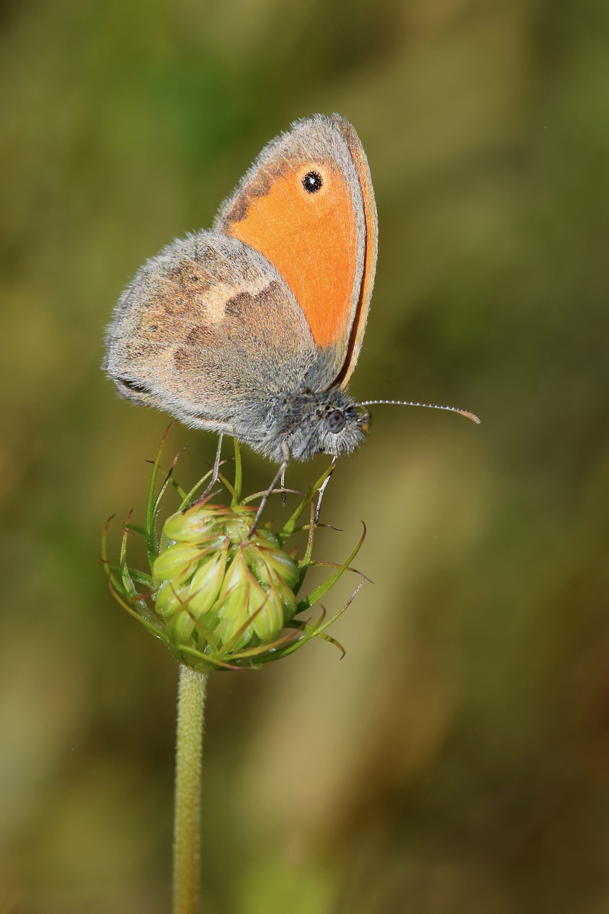 DSC_0052.jpg