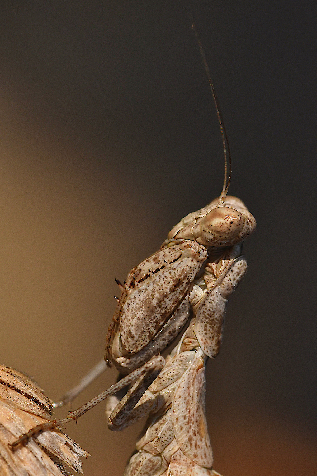 DSC_0782.jpg