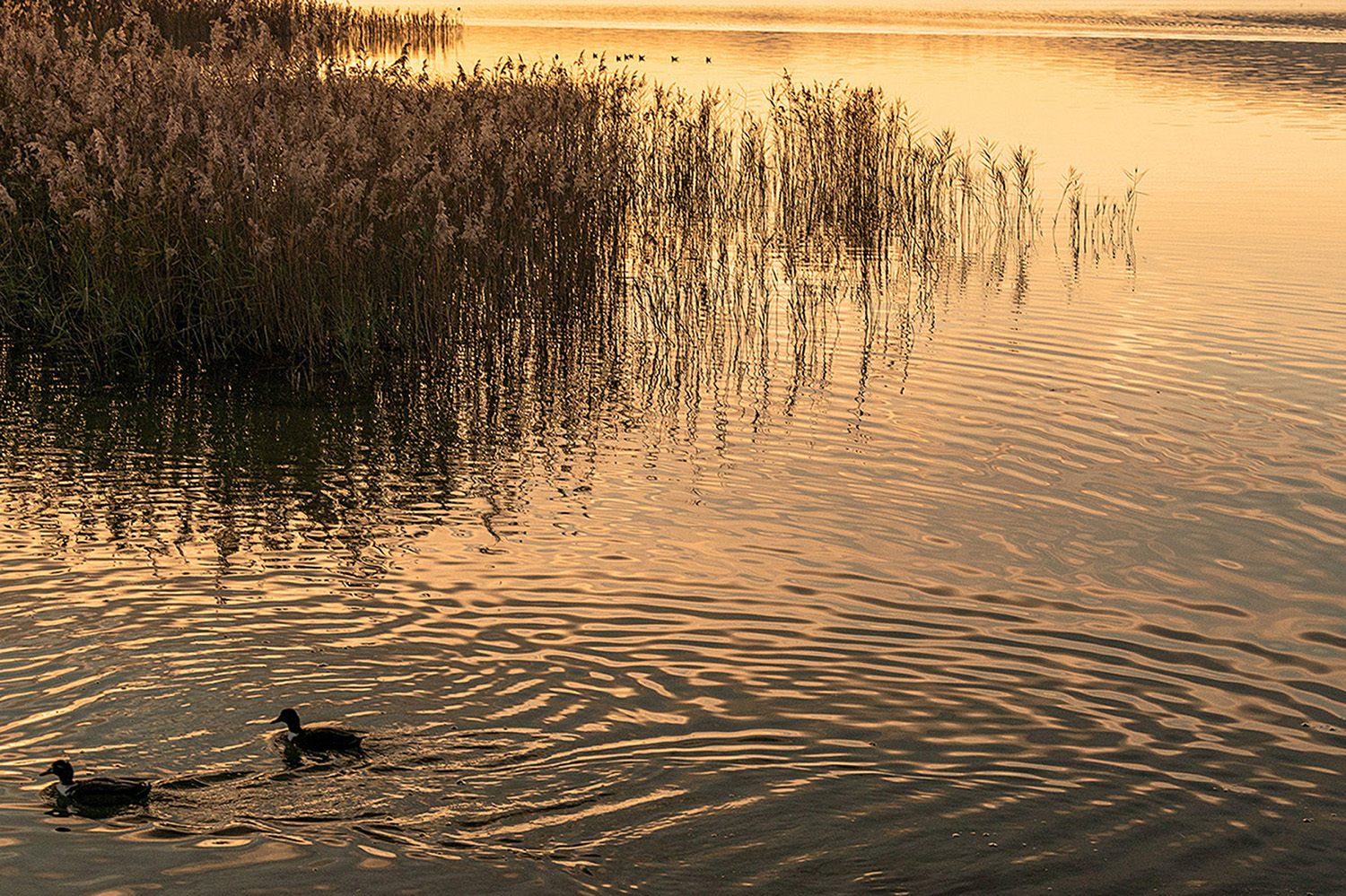 DSC_1401 (2) - Copia.jpg