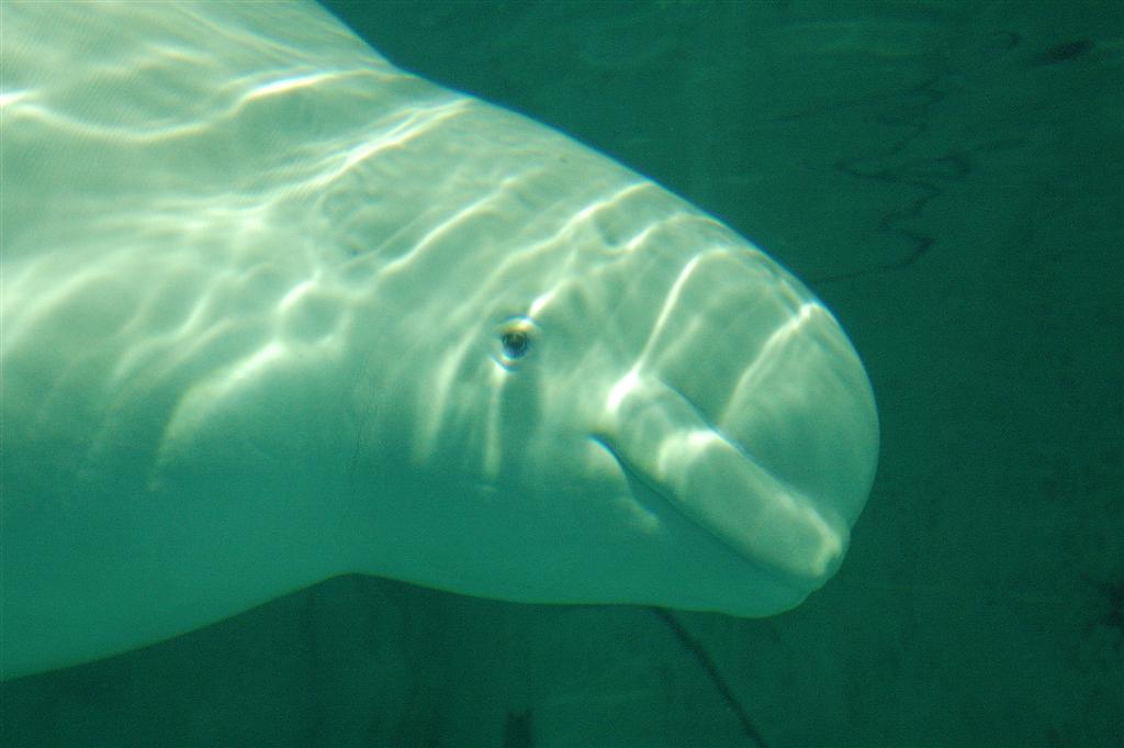 DSC_2331 (Large).JPG