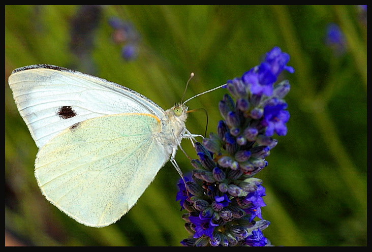 DSC_2666.jpg