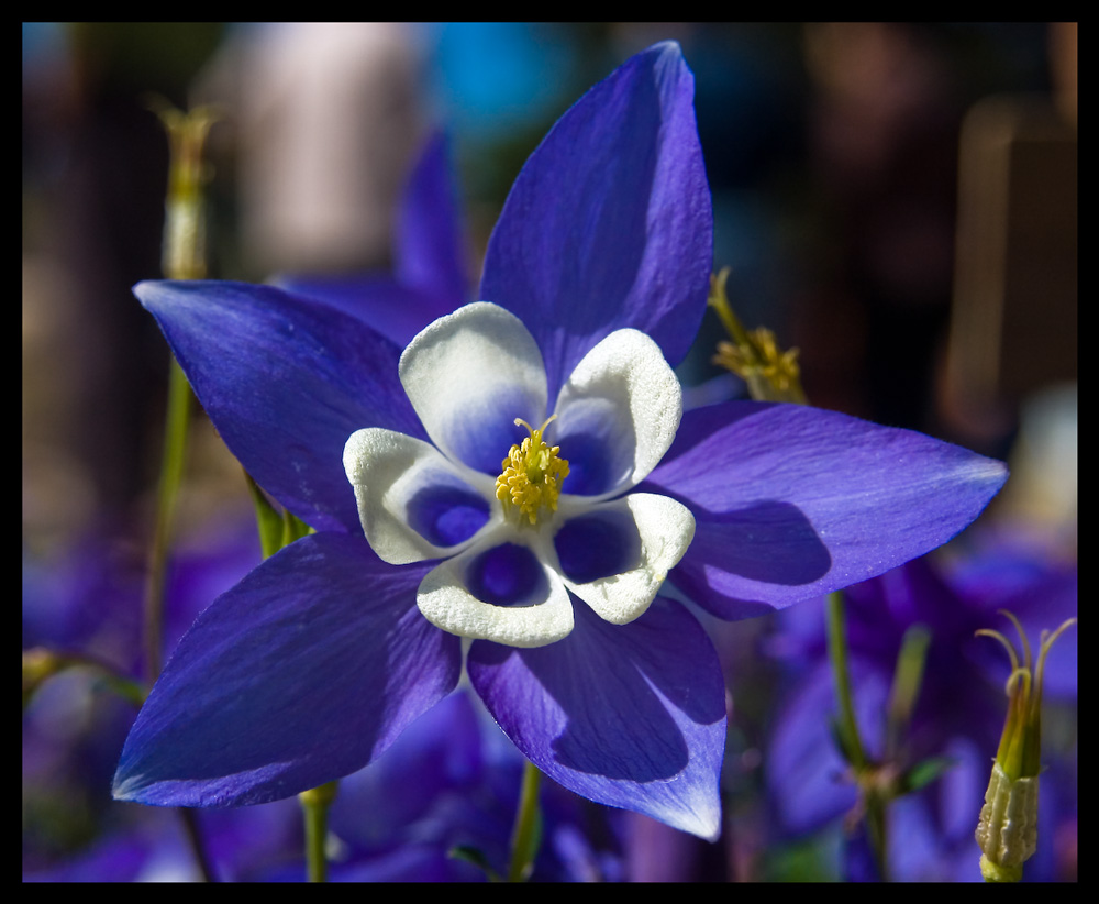 DSC_4133-2-Fiore-Blu-16-1k.jpg