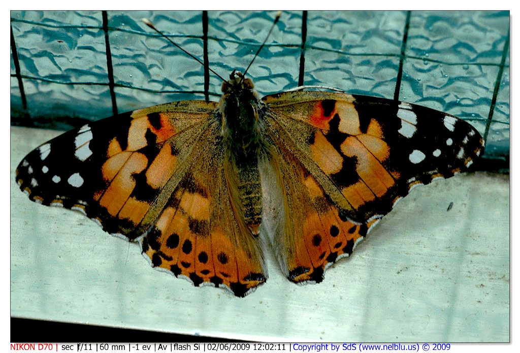 DSC_4190b__forum [Risoluzione originale].jpg