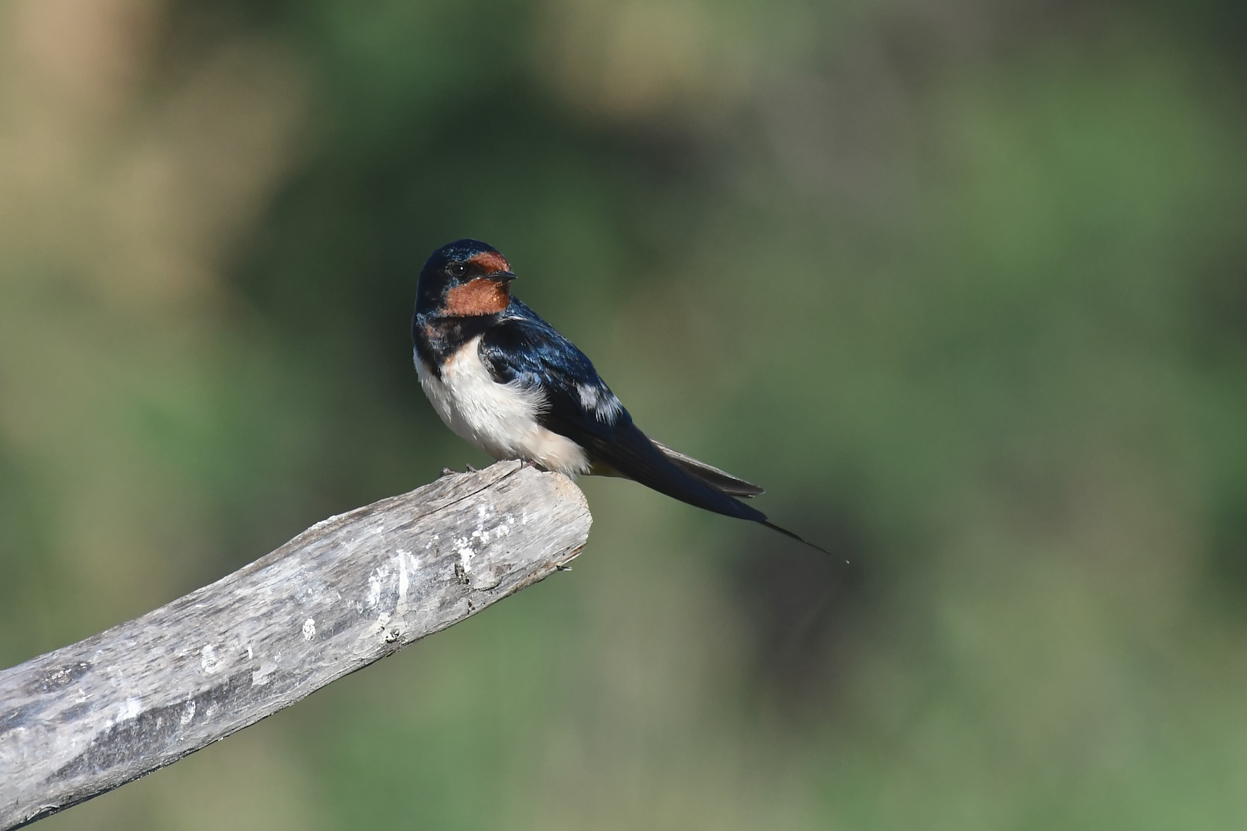 DSC_5939.jpg