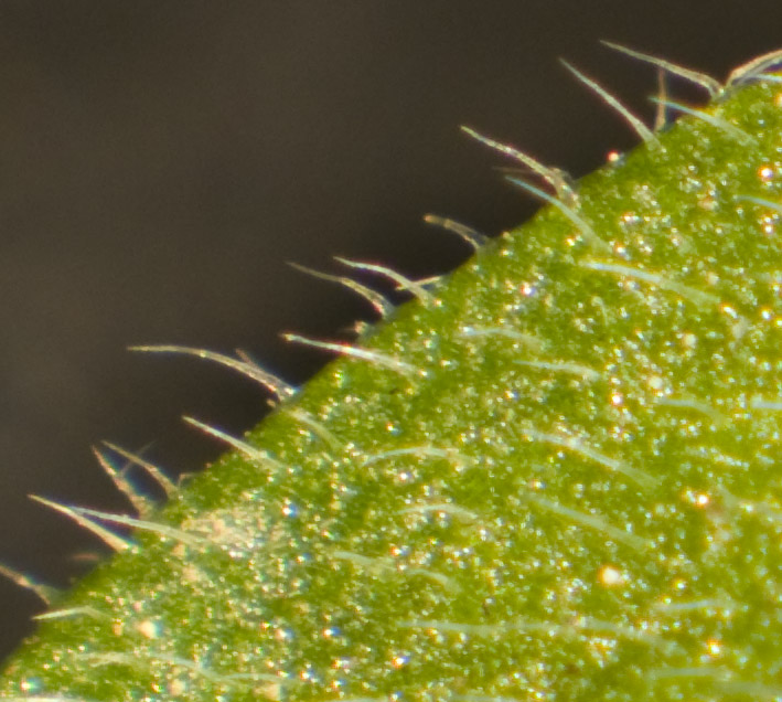 DSC_8216-c.jpg