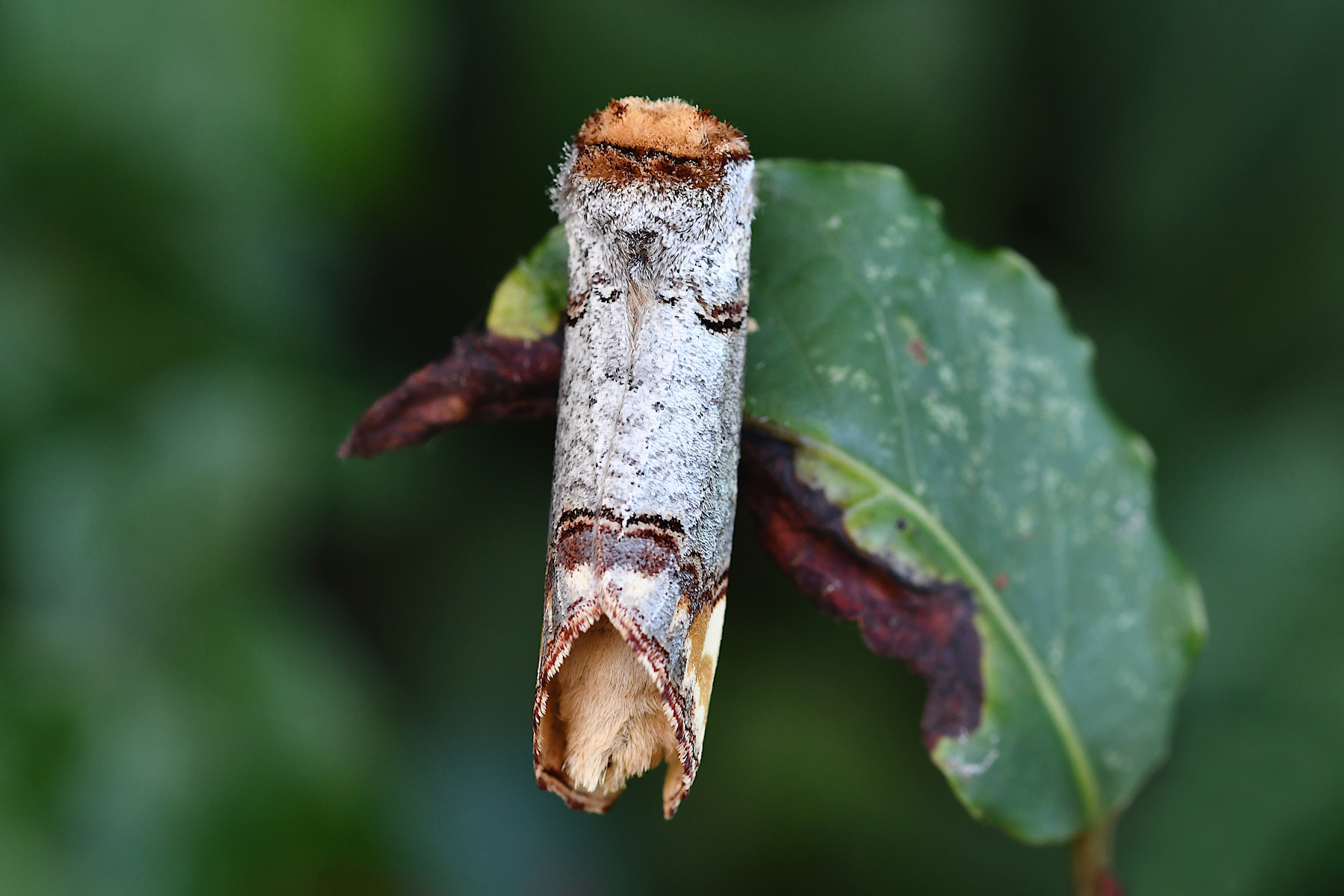 DSC_8706.jpg