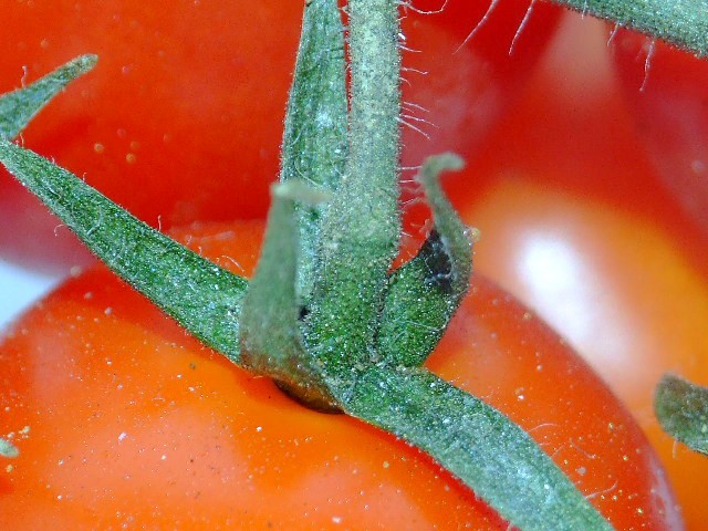 DSCF0051 [640x480].JPG