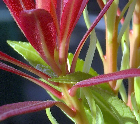 DSCF1703 crop rawgem.jpg