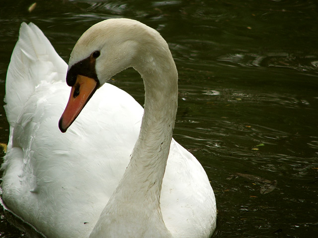 DSCF2800_1.jpg