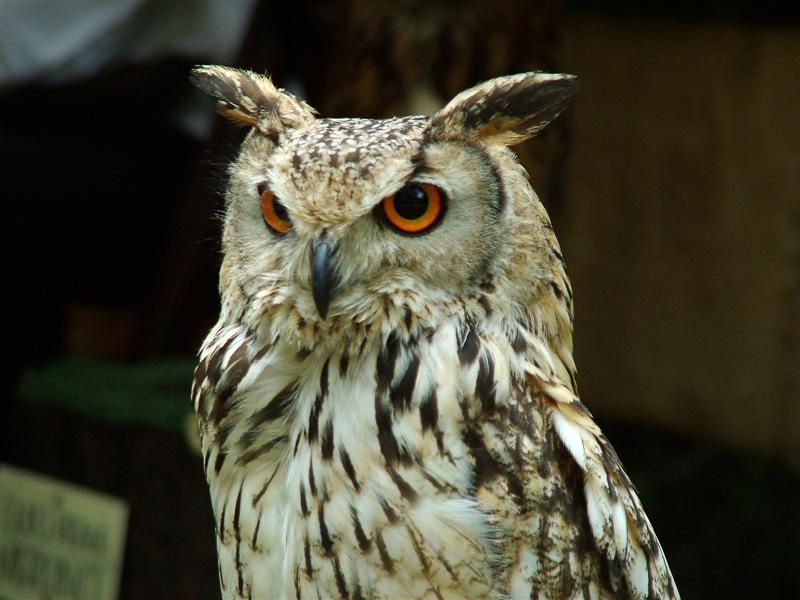 DSCF3637 (Medium).JPG