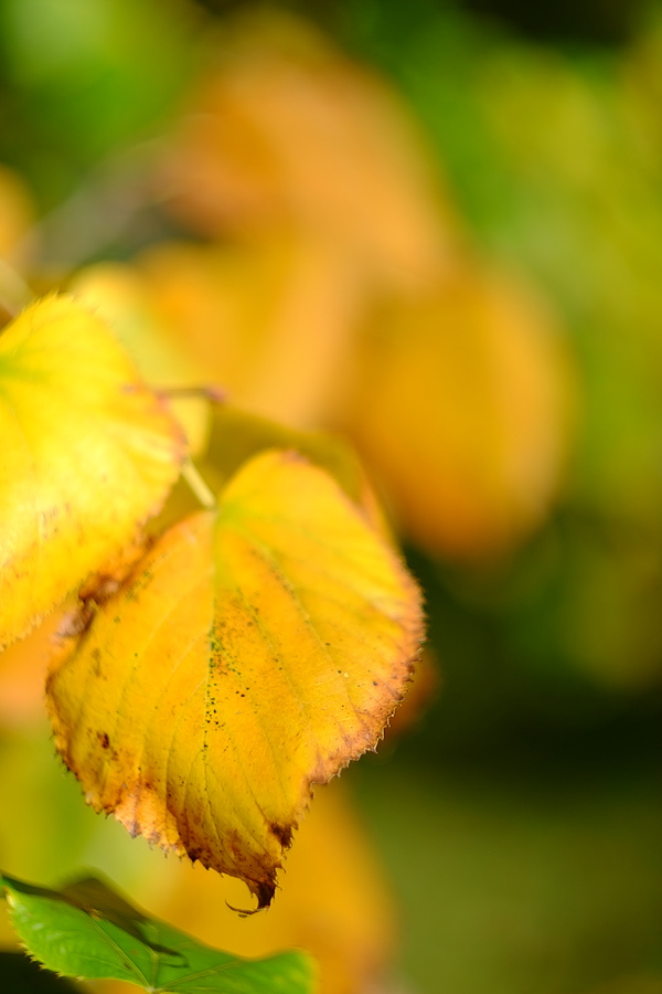 DSCF4965.JPG