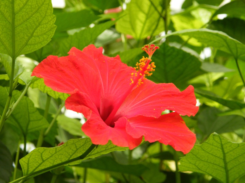 DSCF6588 rid.JPG