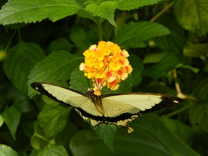 DSCF6603.JPG