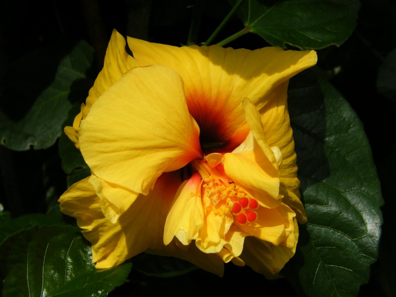 DSCF6623 rid.JPG