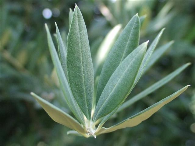 DSCF8266 (Medium) (Small).JPG