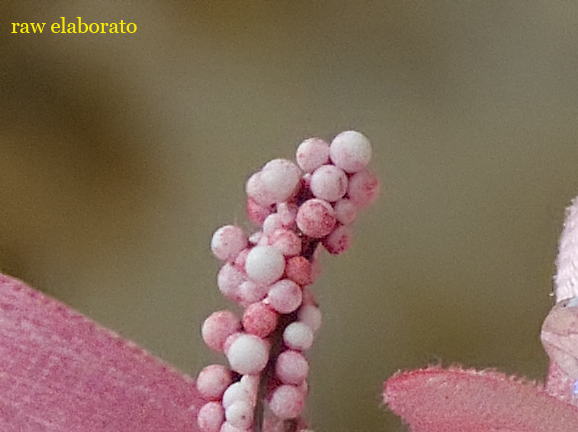 DSCF8858_raw.jpg