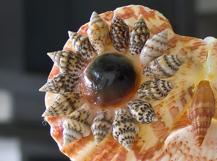 DSCF9929crop.jpg