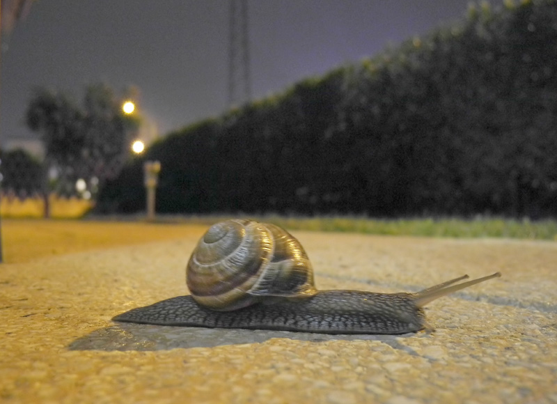 DSCN0911.fast.jpg
