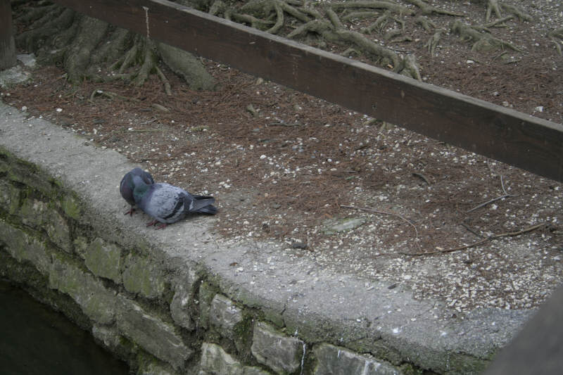 Ducos 3marzo 012.jpg