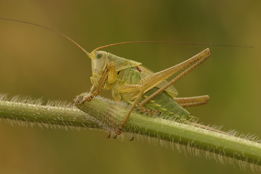 esempio luce diffusa.jpg