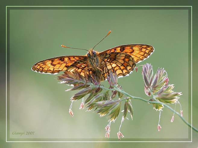 farfalla-02.jpg