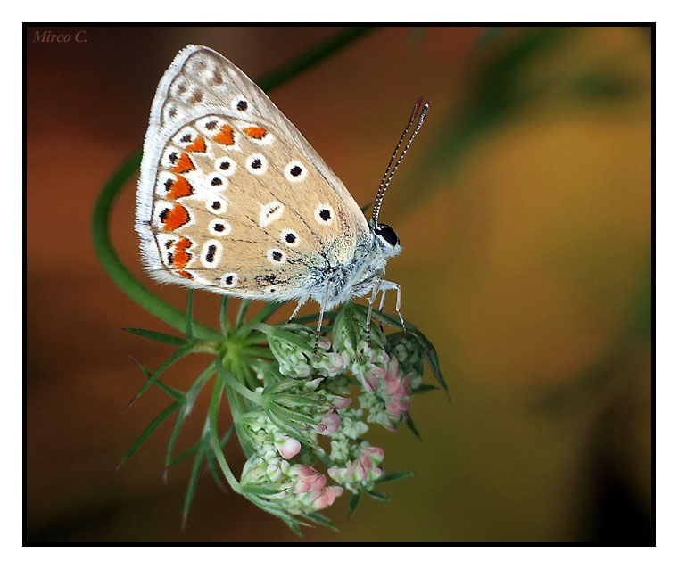 farfalla.jpg