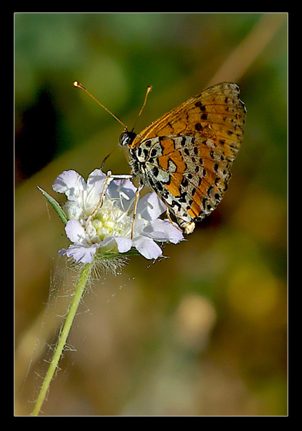 Farfalla + luminosa.jpg