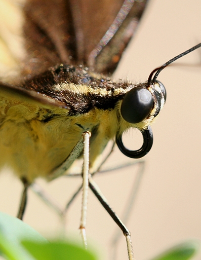 farfalla cropforum.jpg