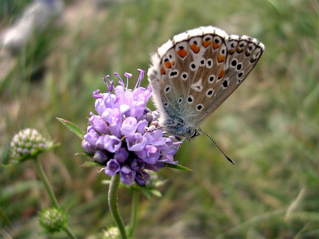 Farfalla in fiore.jpg