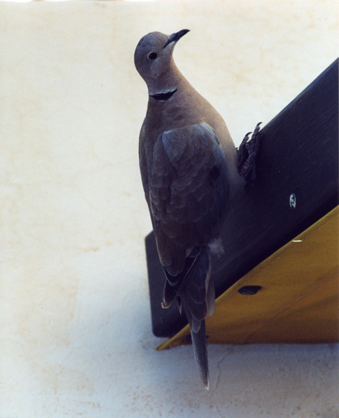 File0001c.jpg