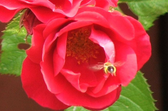 fior-crop.jpg