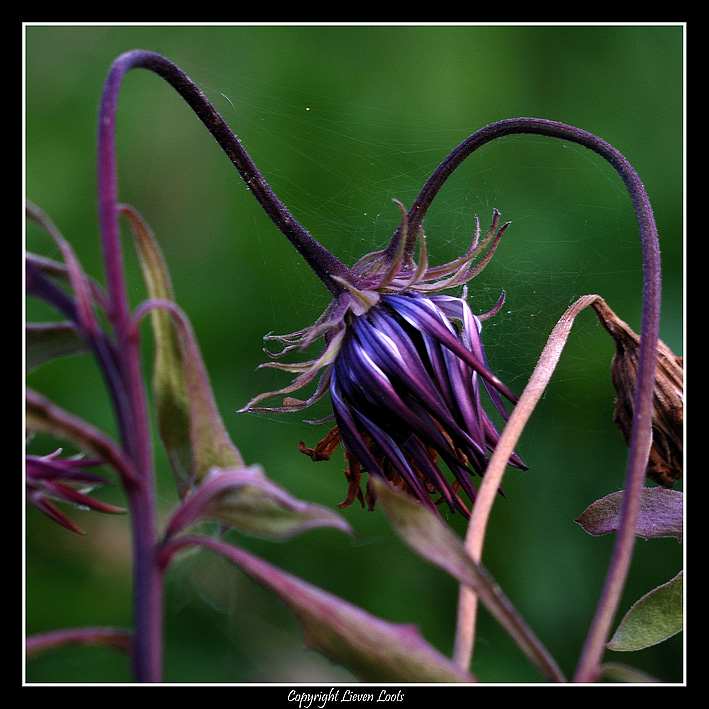 fiore-01.jpg