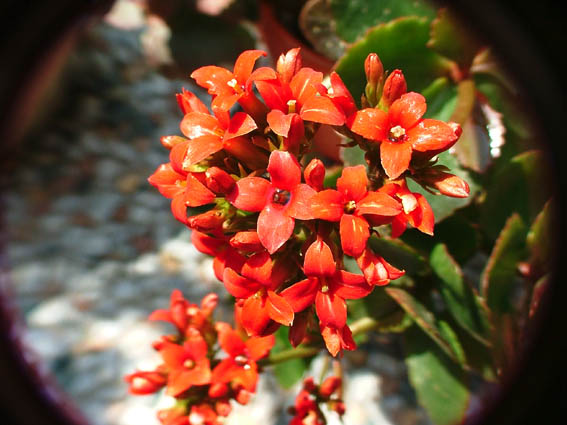 fiore0.jpg