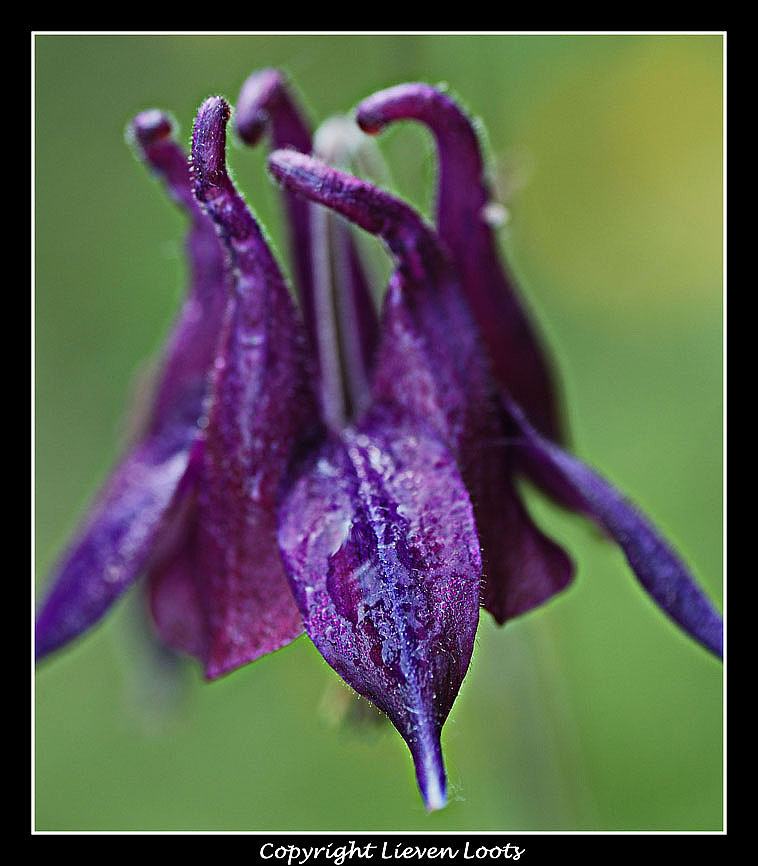fiore 05_100_Aquilegia.jpg