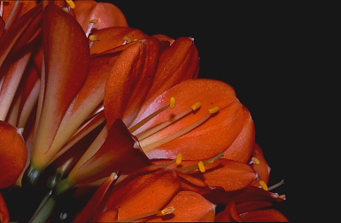 Fiore 50015_2.JPG
