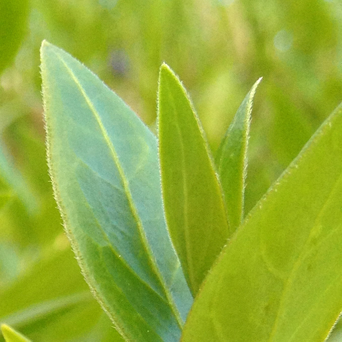 FIORE 645 PRO CROP (2).jpg