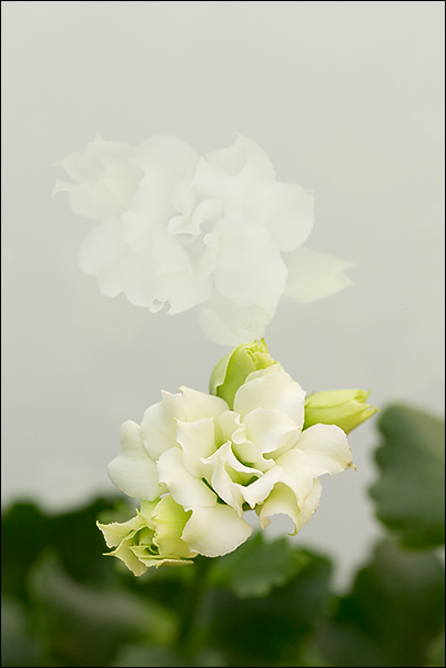 Fiore bianco + riflesso 600x_MG_8027.jpg