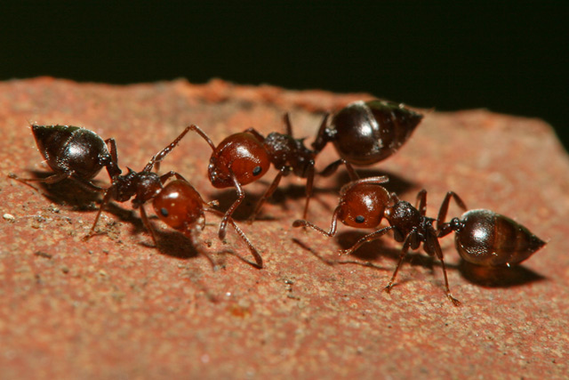 formiche.jpg