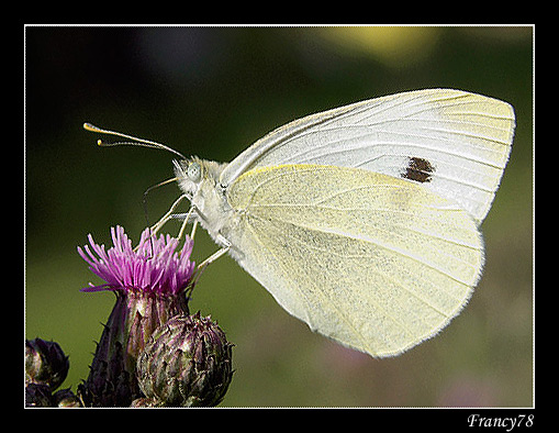 francy78.jpg
