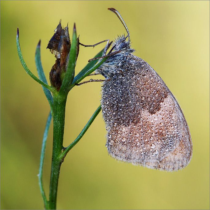 frassi_coenonympha.jpg