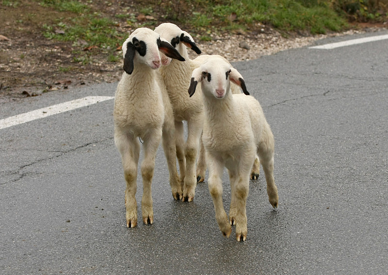 Fuga verso la libert� 2 -.jpg