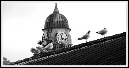 Gabbiani lunga definitiva.jpg