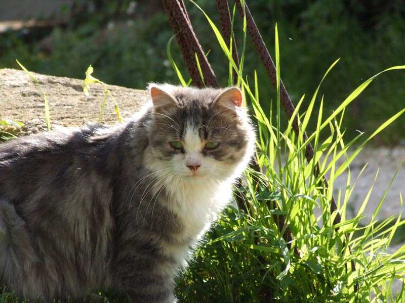 gatto-200-iso.jpg